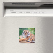 Verbluffende foto van tijger magneet (Insitu (Vaatwasser))