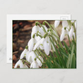 Verbluffende lentesnowdruppels briefkaart (Voorkant / Achterkant)