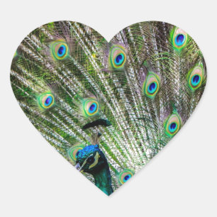Verbluffende peracock en veren foto-accessoires hart sticker