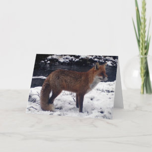 Verbluffende Rode Vos In Sneeuw Wilde Natuur Winte Kaart