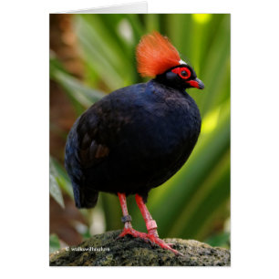 Verbluffende Rol-Roul Crested Wood Partridge Bird