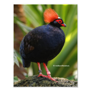 Verbluffende Rol-Roul Crested Wood Partridge Bird Foto Afdruk