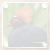 Verbluffende Rol-Roul Crested Wood Partridge Bird Glazen Onderzetter (Achterkant)