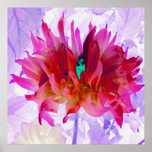 Verbluffende roze Cactus Dahlia Poster