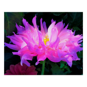 Verbluffende roze en Paarse Cactus Dahlia Perfect Poster