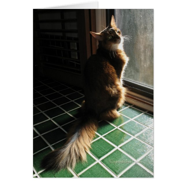 Verbluffende Somalische katkaart (Voorkant)