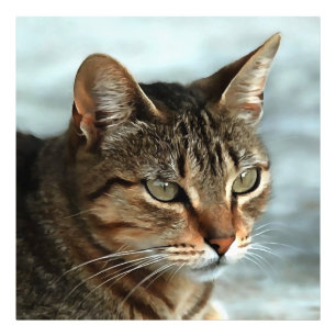 Verbluffende tabby Cat Close Artistic Portrait Foto Afdruk