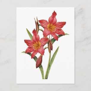 Verbluffende tropische Amaryllis-studie Briefkaart