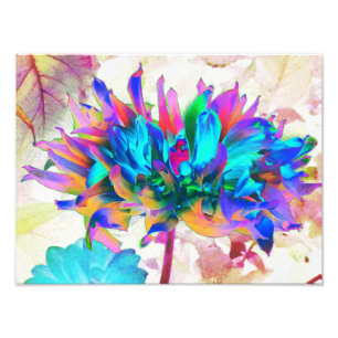 Verbluffende Waterverf regenboog Cactus Dahlia Foto Afdruk