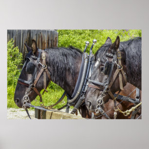 Verbluffende werkpaarden in harnas poster