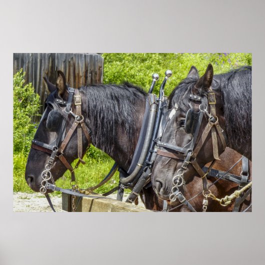 Verbluffende werkpaarden in harnas poster (Voorkant)