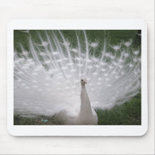 Verbluffende witte peacock (Peafowl) volledige plu Muismat