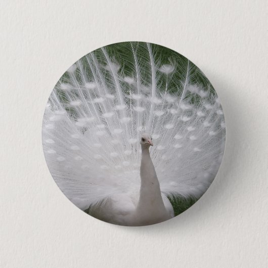 Verbluffende witte peacock (Peafowl) volledige plu Ronde Button 5,7 Cm (Voorkant)