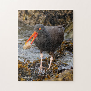 Verbluffende zwarte oystercatcher Shorebird met Cl Legpuzzel