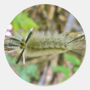 Verbonden Tussock Moth Caterpijler Ronde Sticker