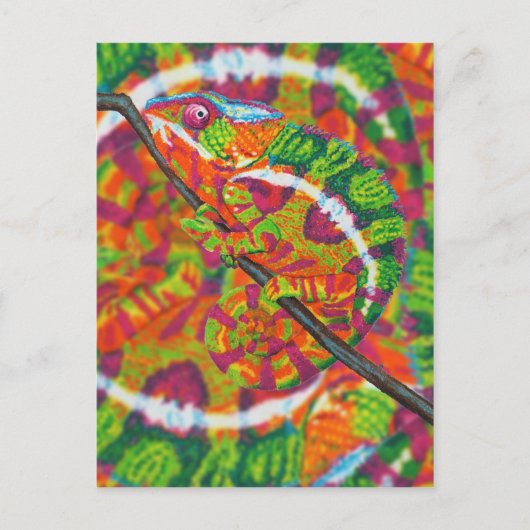 Verborgen Chameleon Briefkaart (Voorkant)