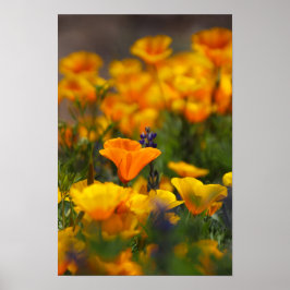 verborgen papaver poster