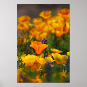verborgen papaver poster