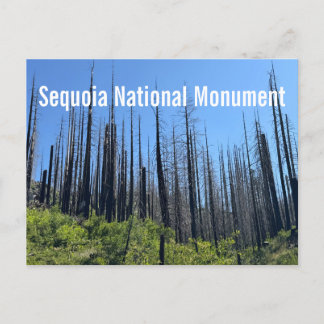 Verbrande bomen bij Sequoia National Monument Briefkaart
