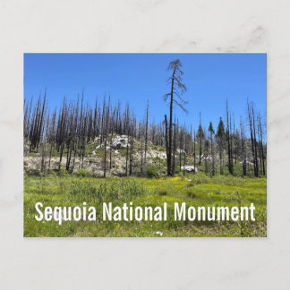 Verbrande bomen in Sequoia National Forest Briefkaart