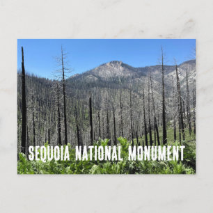 Verbrande bomen in Sequoia National Forest Briefkaart