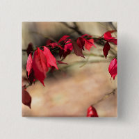 Verbrandende Struik Autumn Foliage - Euonymus alat
