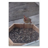 Verbs Manger assis Robin Oiseau Lecture Cartes mém (Par défaut)