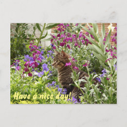 Verdomde kat! briefkaart