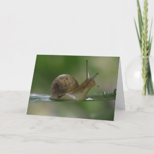 Verdorie! Weer te laat. Kaart