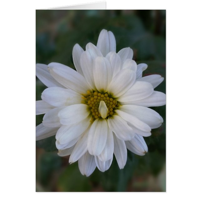 verdraaid wit blad (Voorkant)