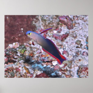 Verdroogde kunstvis poster