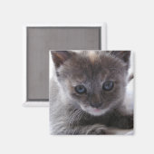 Verdunde schildpad magneet (Voorkant / Achterkant)