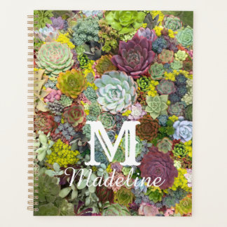 Verdure colorée Succulents
