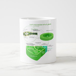 Vereenvoudigd C4-fotosynthesediagram Extra Grote Mok