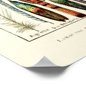  veren van Adolphe Millot Poster (Hoek)