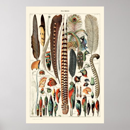  veren van Adolphe Millot Poster (Voorkant)