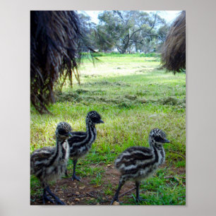 Veren van de toekomst: drie Baby Emu Chicks Poster