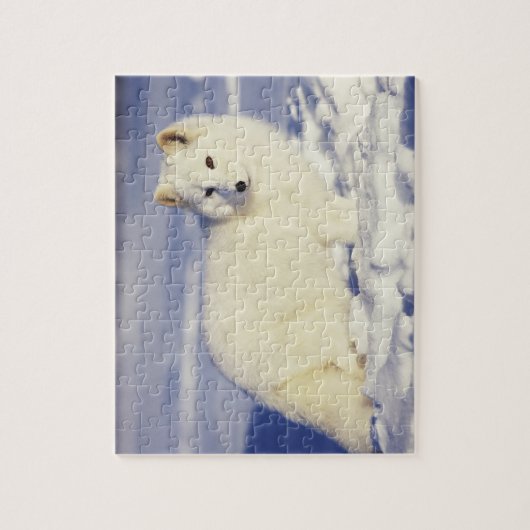 Verenigde Staten, Alaska. Arctische vos in winterj Legpuzzel (Verticaal)