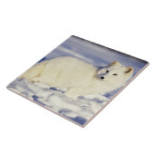 Verenigde Staten, Alaska. Arctische vos in winterj Tegeltje (Zijkant)