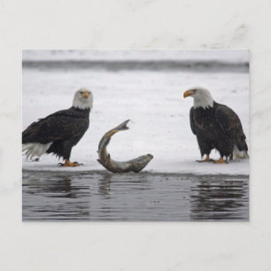 Verenigde Staten, Alaska, Chilkat Bald Eagle Prese Briefkaart