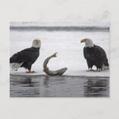 Verenigde Staten, Alaska, Chilkat Bald Eagle Prese Briefkaart (Voorkant)