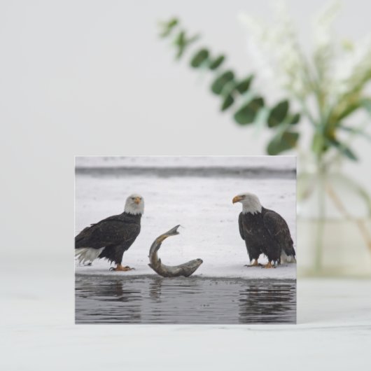 Verenigde Staten, Alaska, Chilkat Bald Eagle Prese Briefkaart (Staand voorkant)