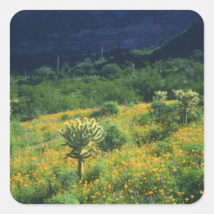 Verenigde Staten, Arizona, Organ Pipe Cactus Natio Vierkante Sticker