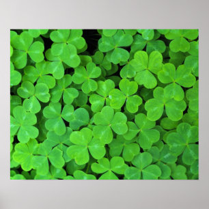 Verenigde Staten, Californië, Jedediah Smith Rewoo Poster