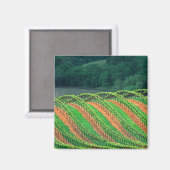 Verenigde Staten, Californië, provincie Mendocino, Magneet (Voorkant / Achterkant)