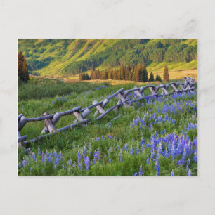 Verenigde Staten, Colorado. Lupines en gesplitste  Briefkaart