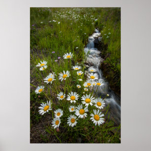 Verenigde Staten, Colorado, San Juan-bergen. Daisi Poster