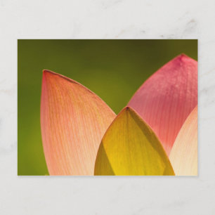 Verenigde Staten, DC, Washington, Kenilworth 3 Briefkaart