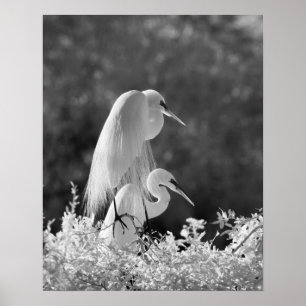 Verenigde Staten, Florida, Great Egret (Ardea alba Poster