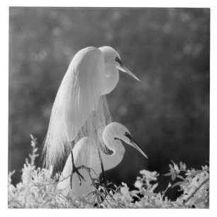 Verenigde Staten, Florida, Great Egret (Ardea alba Tegeltje